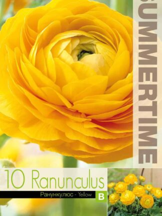 Ranunculus Yellow - RB