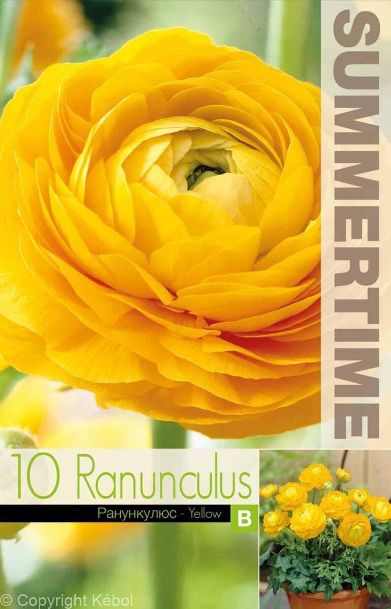 Ranunculus Yellow - RB