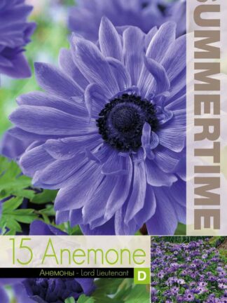 Anemone Lord Lieutenant - RB