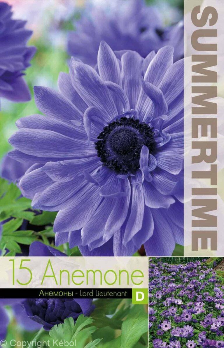 Anemone Lord Lieutenant - RB