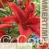 Lilium Red County - RB