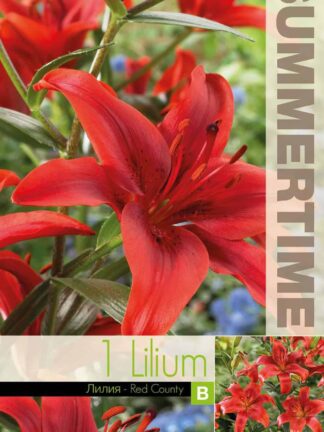 Lilium Red County - RB