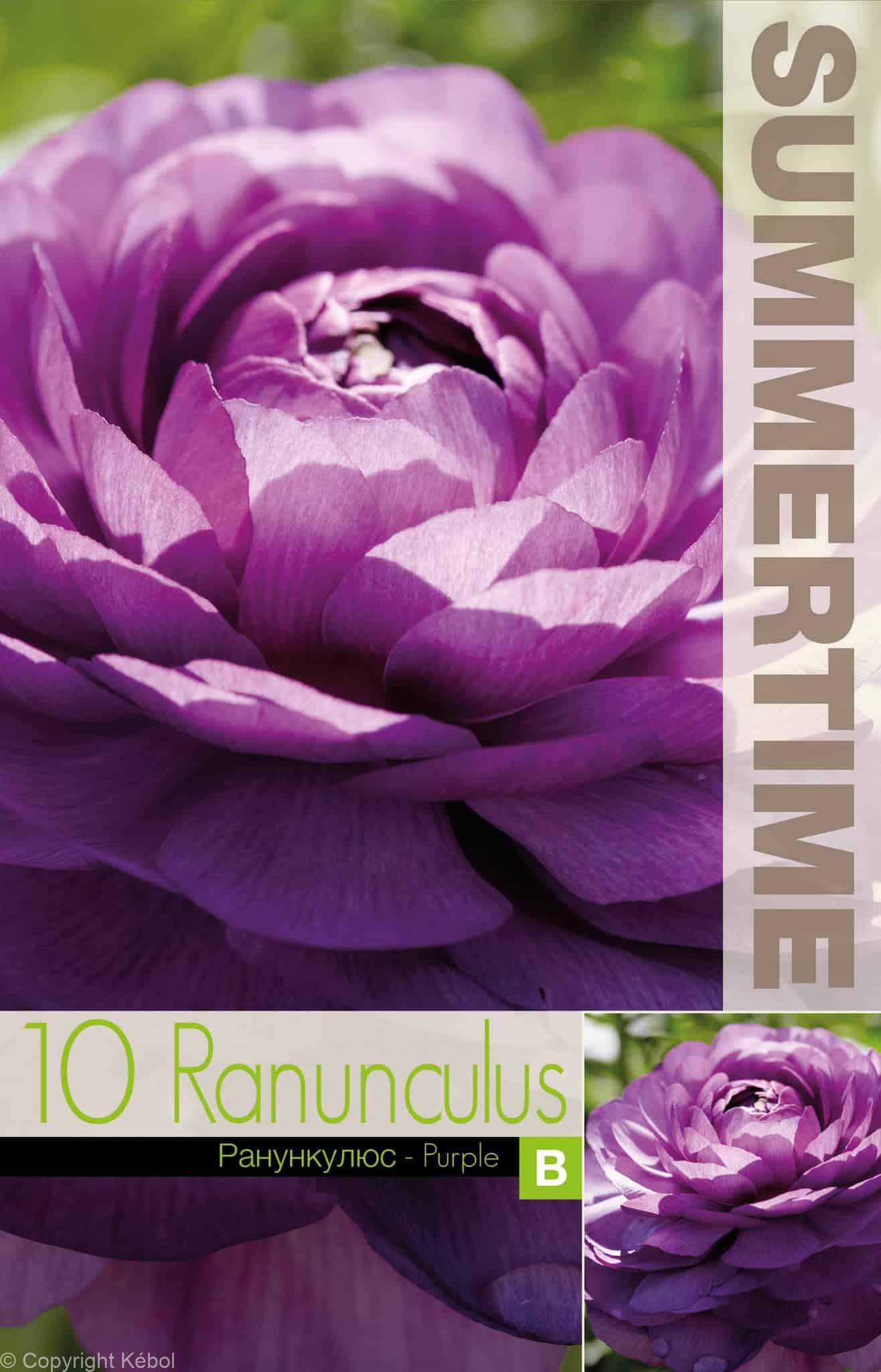 Ranunculus Purple - RB