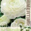 Ranunculus White - RB