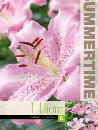 Lilium Josephine - RB