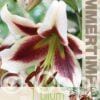 Lilium Beverly Dream - RB