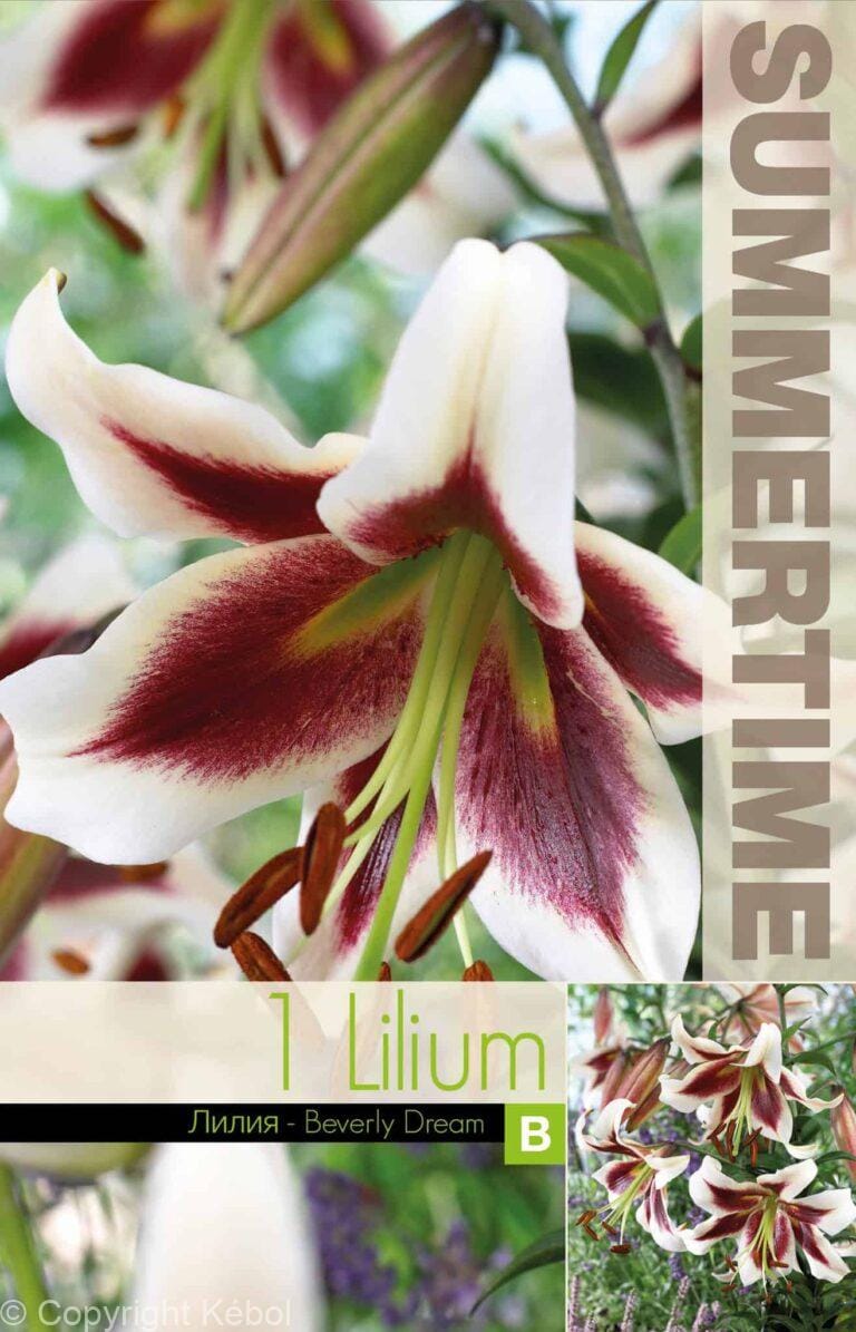 Lilium Beverly Dream - RB