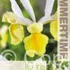 Iris Hollandica Montecito - RB