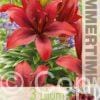 Lilium Happy Love - RB