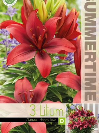 Lilium Happy Love - RB
