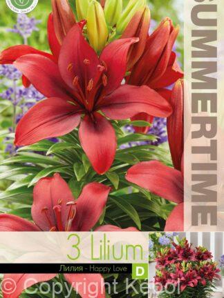Lilium Happy Love - RB