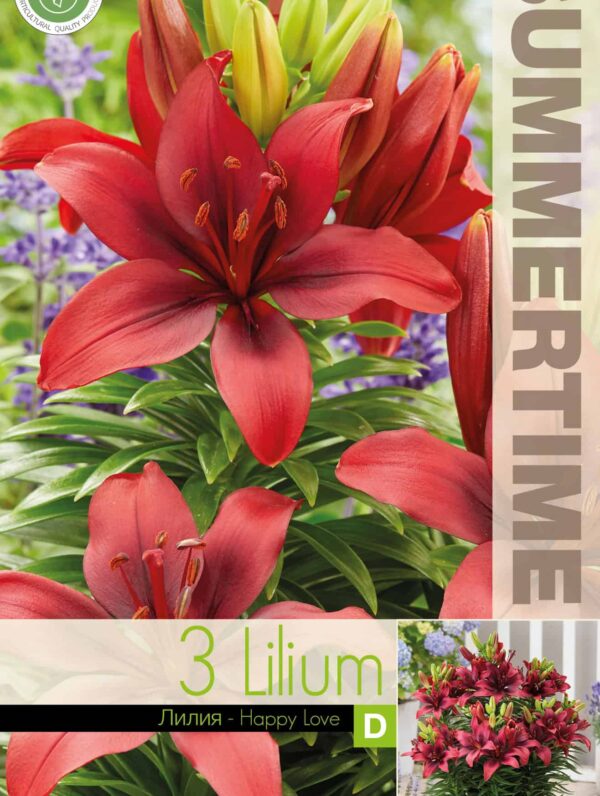 Lilium Happy Love - RB