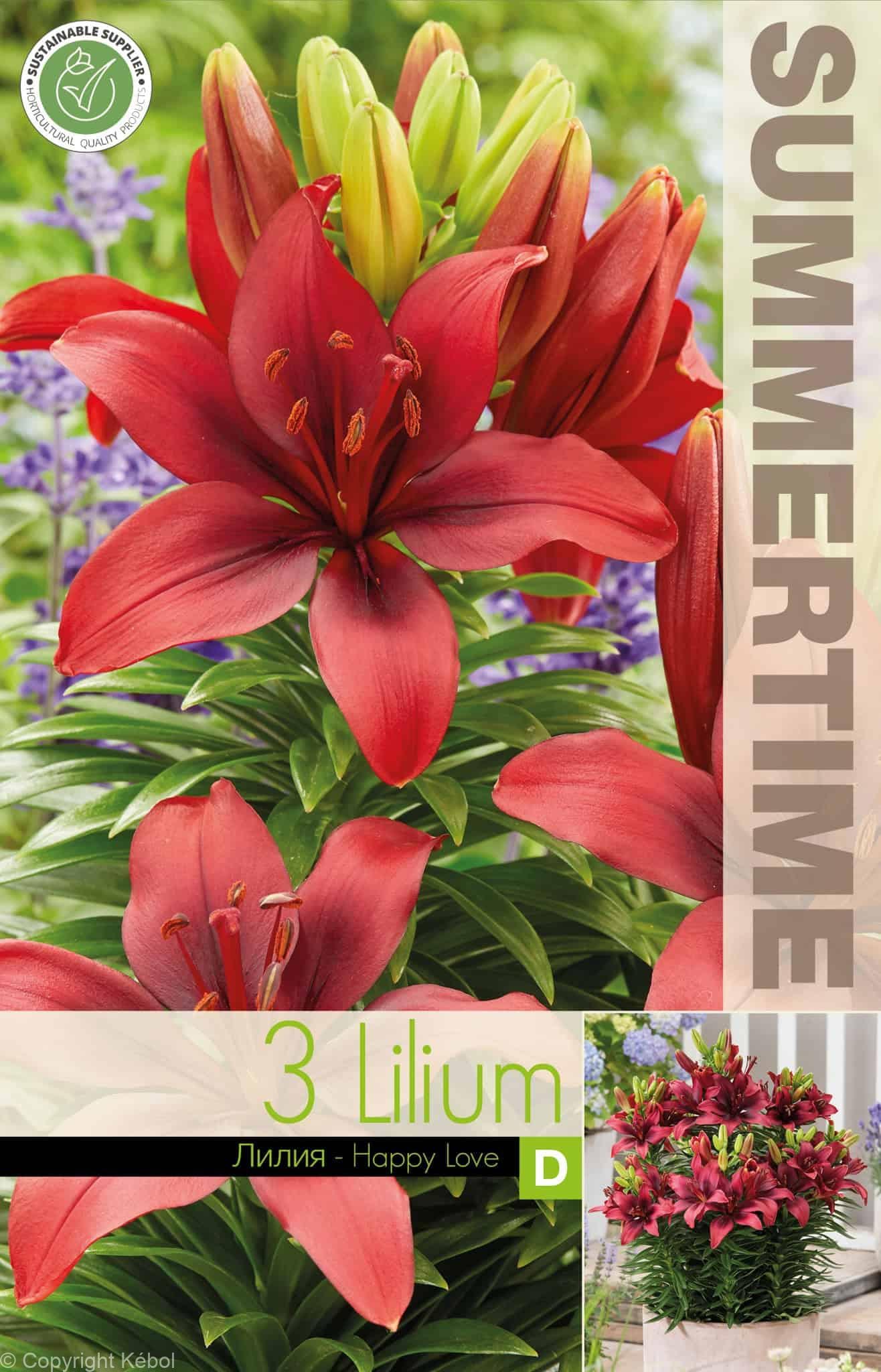 Lilium Happy Love - RB