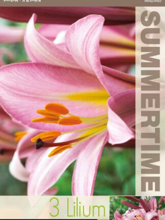 Lilium Pink Planet - RB