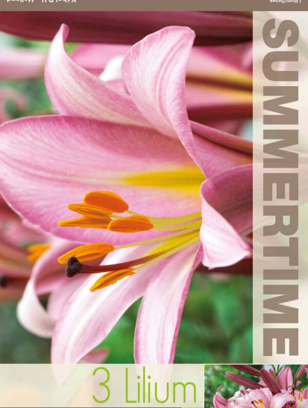 Lilium Pink Planet - RB