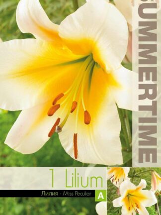 Lilium Miss Peculiar - RB