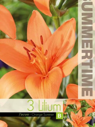 Lilium Orange Summer - RB