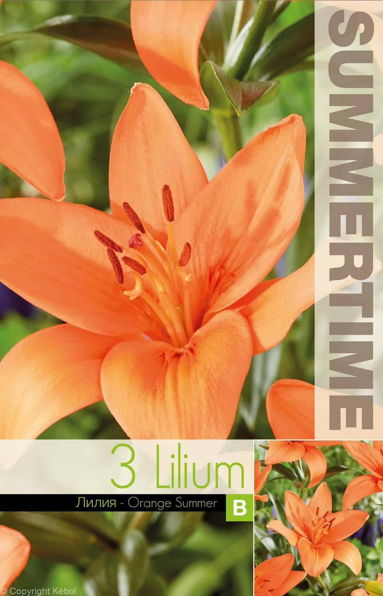 Lilium Orange Summer - RB