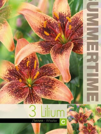 Lilium Whistler - RB