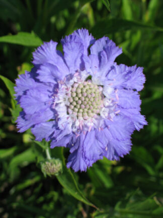 Scabiosa Stäfa