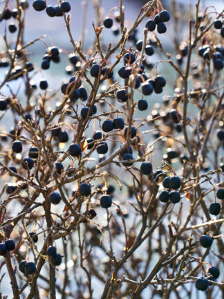 Aronia   Nero