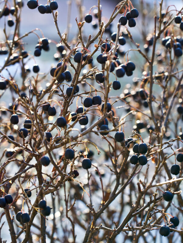 Aronia   Nero