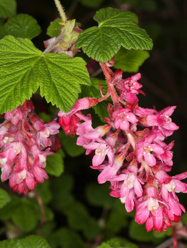 Ribes Pulborough Scarlet
