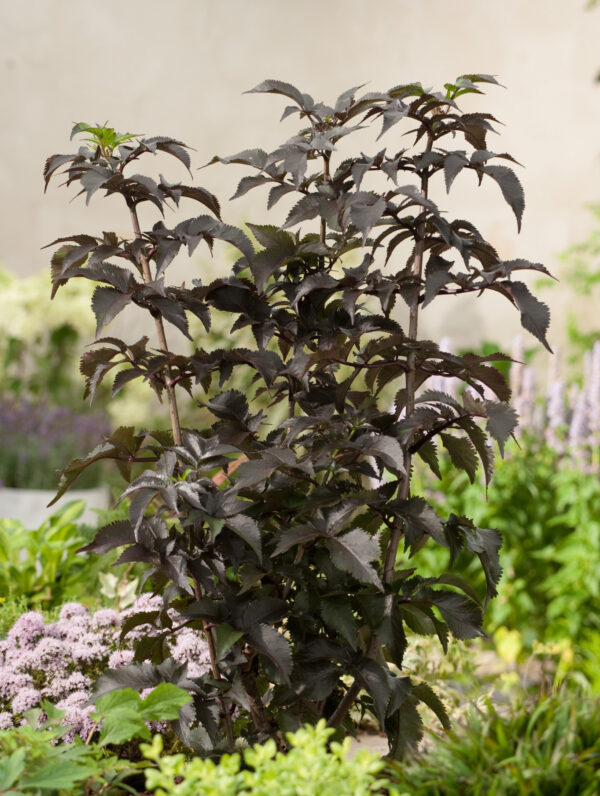 Sambucus Black Tower