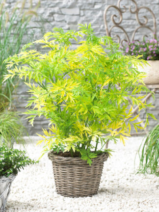Sambucus Golden Tower