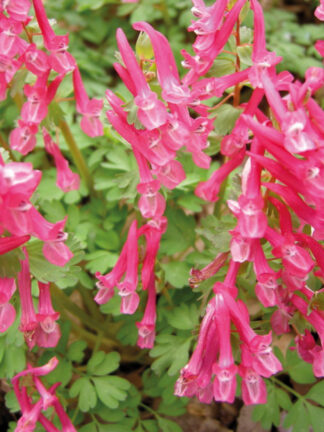 Corydalis Beth Evans