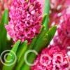 Hyacinthus Jan Bos