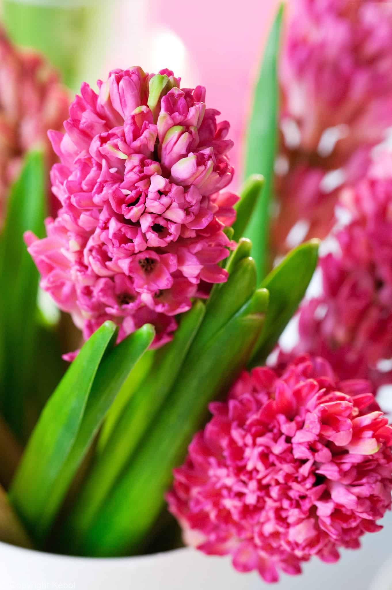 Hyacinthus Jan Bos