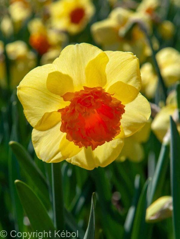 Narcissus Loveday