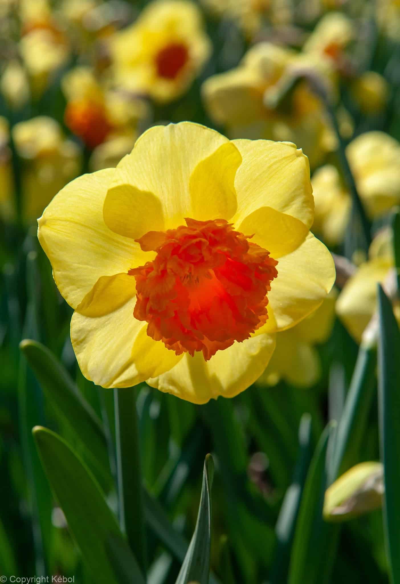 Narcissus Loveday