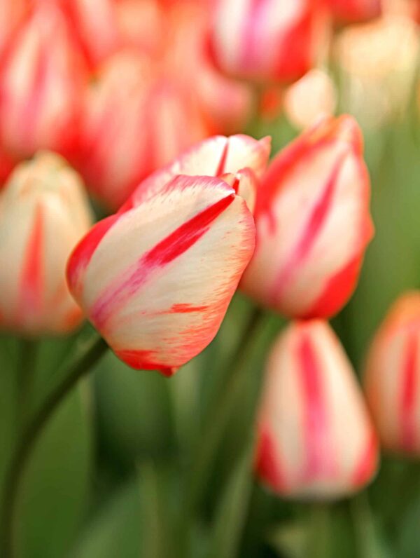 Tulipa Spryng Break - bag