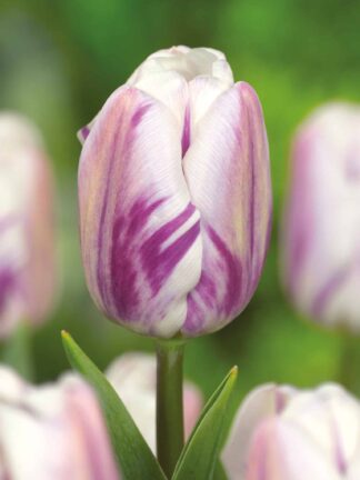 Tulipa Flaming Flag
