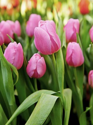 Tulipa Synaeda Amor