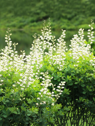 Baptisia Alba