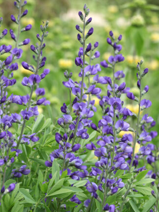 Baptisia Indigo Sky