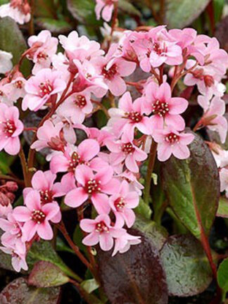 Bergenia Pink Dragonfly