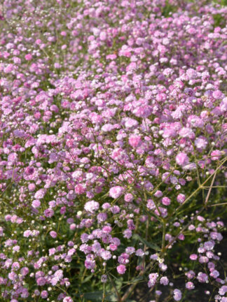 Gypsophila Festival Pink Lady