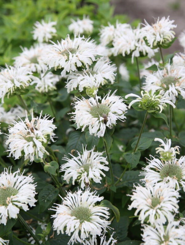 Monarda Bee-Bright