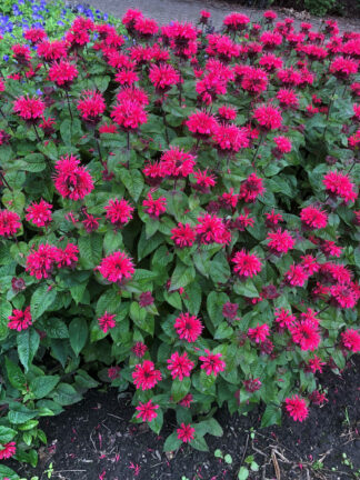 Monarda Bee-Happy