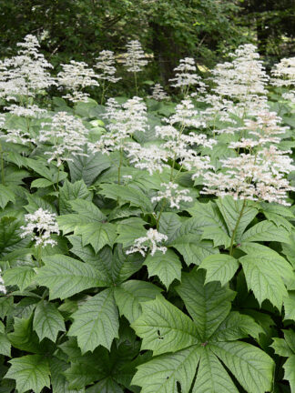 Rodgersia aesculifolia