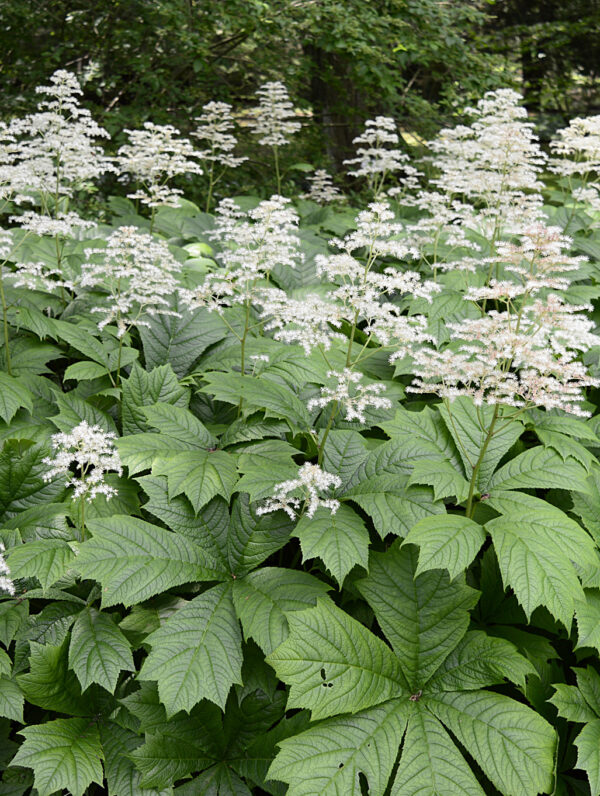 Rodgersia aesculifolia