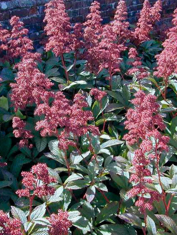 Rodgersia Superba