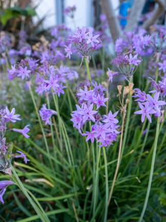 Tulbaghia Silver Lace