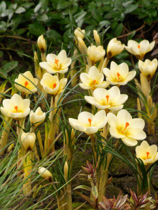 Crocus Cream Beauty