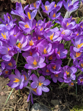 Crocus Flower Record