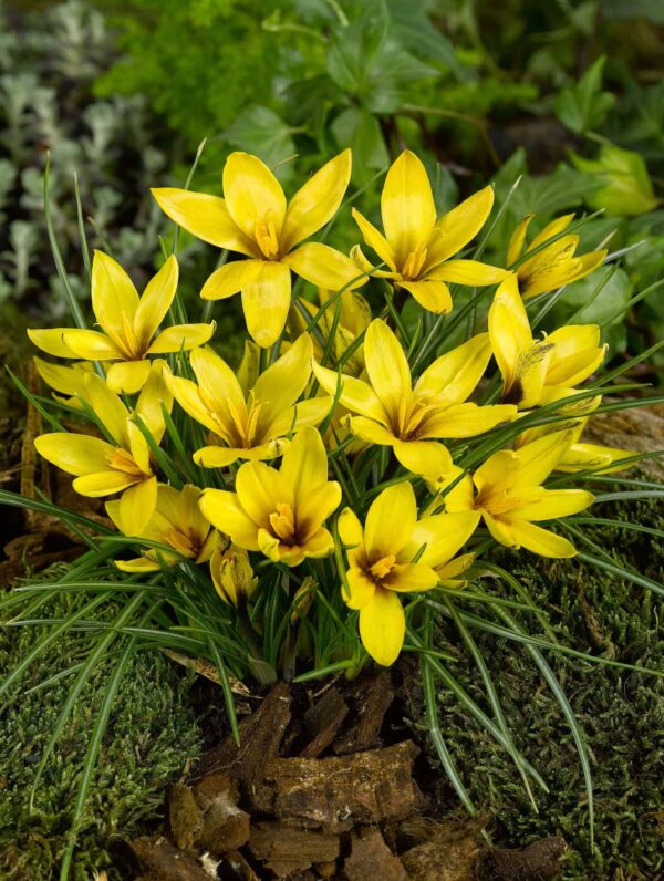 Crocus Korolkowii